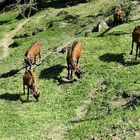 Paneolio Apartment Villa Collemandina