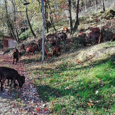 Paneolio Apartment Villa Collemandina