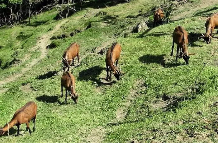 Paneolio Daire Villa Collemandina