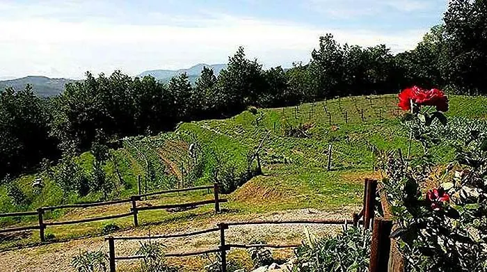 Paneolio Daire Villa Collemandina